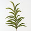 Foxtail Pine Spray (Set of 12)