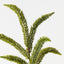 Foxtail Pine Spray (Set of 12)