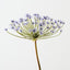 Spider Allium (Set of 6)
