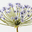 Spider Allium (Set of 6)
