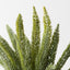 Foxtail Pine Bush (Set of 12)