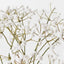 Babys Breath Spray (Set of 12)