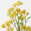 Osmanthus Spray (Set of 12)
