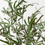 Brake Fern Hanging Bush (Set of 6)