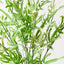 Brake Fern Hanging Bush (Set of 6)