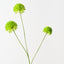 Allium Spray (Set of 12)