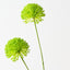Allium Spray (Set of 12)