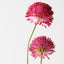 Allium Spray (Set of 12)