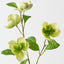 Hellebore Spray (Set of 12)