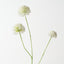 Allium Spray (Set of 12)