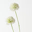 Allium Spray (Set of 12)