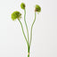 Allium Bundle (Set of 12)