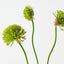 Allium Bundle (Set of 12)