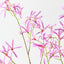 Fringe Tree Spray (Set of 12 )