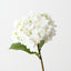 Hydrangea (Set of 12)