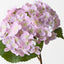 Hydrangea (Set of 12)