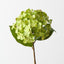 Hydrangea (Set of 12)