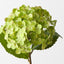 Hydrangea (Set of 12)