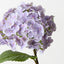 Hydrangea (Set of 12)