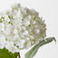 Hydrangea (Set of 12)