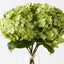 Hydrangea in Vase
