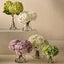 Hydrangea in Vase