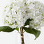 Hydrangea in Vase