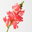 Snapdragon Spray (Set of 12)