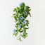 Petunia Hanging Bush (Set of 6)