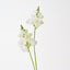 Snapdragon Spray (Set of 12)