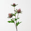Sea Holly Spray (Set of 12)