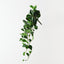 Peperomia Hanging Bush (Set of 6)