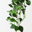 Peperomia Hanging Bush (Set of 6)