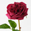 Florence Rose (Set of 12)