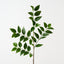 Nagi Leaf Spray (Set of 12)