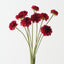 Scabiosa Bundle (Set of 6)