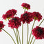 Scabiosa Bundle (Set of 6)