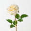 Florence Rose (Set of 12)