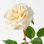 Florence Rose (Set of 12)