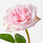 Florence Rose (Set of 12)