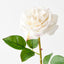 Florence Rose (Set of 12)