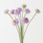 Scabiosa Bundle (Set of 6)