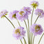 Scabiosa Bundle (Set of 6)