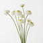 Scabiosa Bundle (Set of 6)