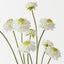 Scabiosa Bundle (Set of 6)