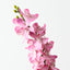 Mokara Orchid Spray (Set of 6)