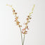 Scorpion Orchid Spray (Set of 12)