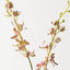 Scorpion Orchid Spray (Set of 12)