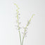 Scorpion Orchid Spray (Set of 12)