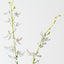 Scorpion Orchid Spray (Set of 12)